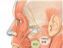 [쿡기자의 건강톡톡] 침샘에 생기는 종양, 악성 종양 가능성 높아요!