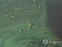 수문 열어 녹조가 줄긴 했지만...