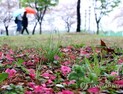 [오늘날씨] 식목일 전국 ‘비소식’…미세먼지 ‘좋음’