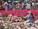 울산대공원 장미축제, 18~27일 진행