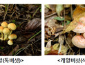 “장마철 야생버섯 함부로 먹지 마세요”…독버섯 주의