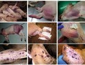 오염 식품 반입해도 과태료 ‘고작’ 대만 1% 미만