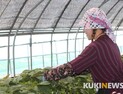 지난해 충남도내 소득 1위 작목 ‘시설들깻잎’