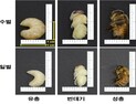 새로운 식품원료에 '수벌 번데기' 추가…고단백 미래식량 활용 기대
