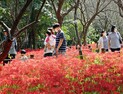 정읍 내장산수목원 꽃무릇 ‘활짝’