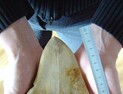 상어 왕중왕전…15ｍ ‘메갈로돈’ 1등 거머줘