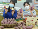 농협유통, ‘영암 황토 고구마’ 맛 보세요