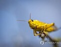 소말리아, 메뚜기떼 창궐에 비상사태 선포…“식량안보 위협”