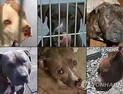 美 시카고서 반려견 핏불에 물려 1명 사망…핏불 현장서 사살