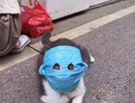 ‘일회용 마스크에 구멍’  반려 고양이 지키려한 주인