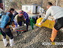 태안 파도리 바지락 ‘연 20억원’ 日수출길 오른다