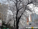 ‘식목일’ 아침 꽃샘추위…서울 오전 1도, 낮 최고 15도