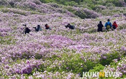 [여행&레저] 산상화원에서 즐기는 진분홍 향연 ‘황매산 철쭉’