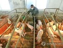 中서 신종 돼지독감 바이러스 발견… 세계적 대유행 가능성↑