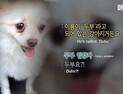 파양업체서 개농장으로 보내진 '두부'…반려동물 시장의 그림자