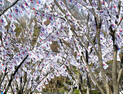 3.1절,  102년 전 그날을 잊지 마세요