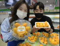 황금빛 과일 비파 첫 출하!
