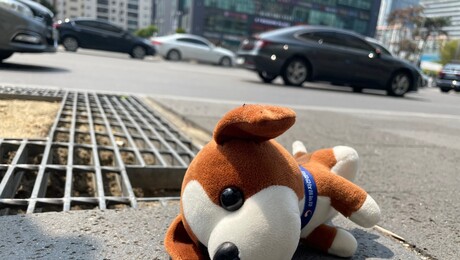 [박셜록이간다] 버려지는 강아지들