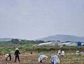 전북교육청, 영농철 농촌일손돕기  ‘구슬땀’