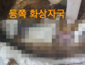 푸들 19마리 학대·살해한 40대...