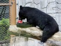 폭염에 수박 먹는 반달가슴곰
