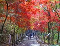 ‘단풍 내려온다’ 단풍이 아름다운 함안 입곡군립공원