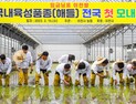 이천쌀 첫 모내기... 올해도 풍년 예감 