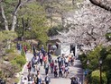 '청와대의 봄' 