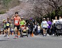 합천군, 4년 만에 돌아온 제22회 합천벚꽃마라톤대회 성료…역대 최다 1만2251명 참가