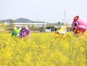 고성 안뜰 경관농업단지 봄꽃 축제 
