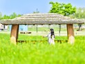 함안 칠서 생태공원에서 '청보리·작약 축제' 즐기자 [함안소식]