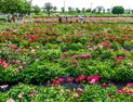 초록 물결이 일렁이는 힐링 공원 '함안 강나루생태공원' [여기어때]