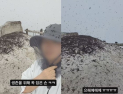 하루살이 다음은 ‘러브버그’…북한산도 뒤덮었다