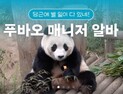 “역시 푸바오 인기”…일일 매니저 경쟁률 ‘4540 대 1’