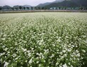 의령하면 메밀국수, '메밀꽃 필 무렵' 축제는 어때요?