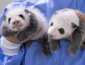 푸바오 이어 쌍둥이 동생 판다도 ‘인기몰이’