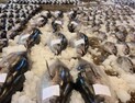 [단독] 참치 등 원양산 수산물, 방사능 검사율 22.2%
