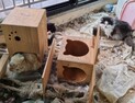 구조해도 반복…애니멀 호더, 막을 방법 없다