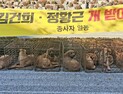 육견협회 동물 버리고, 보호소도 방치…동물 이중 학대