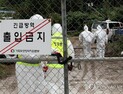 환경부, 야생멧돼지 아프리카열병 대응태세 긴급 점검