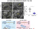 희귀난치병 유전성 하지마비 치료기술 개발