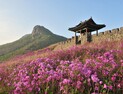 ‘산청, 철쭉에 물들다’ 제40회 산청황매산철쭉제 4월27일 막 올린다