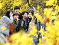  촉촉이 내리는 봄비에 ‘노란 개나리’ 선명…