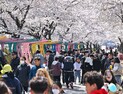 정선군, '가리왕산 아래 벚꽃의 향연' 북평면 벚꽃 축제 개최