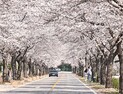 정선군, 북평면 남평 벚꽃길 산책로 조성사업 추진