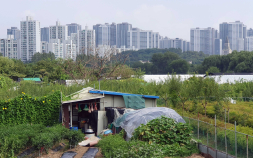 12년 만의 그린벨트 해제, '도시 열섬화 가속'