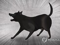 맹견 사육허가 시한 코앞인데…보험사는 판매중단‧안내혼선