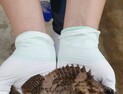 경북도, 개볼락 8만 마리 시험 방류…자원 증강 기대