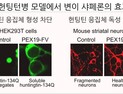 [쿠키과학] '퇴행성 신경질환' 치료하는 '단백질공학'