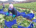 농식품부, 배추 비축분 매일 100톤씩 공급…할인기간 연장